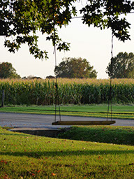 An empty wooden swing, hung from a rope on a tree, with a field of corn across the street.