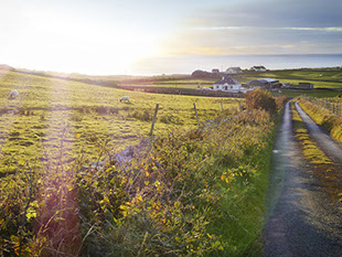 A long, winding road trails off through the countryside of rolling green hills, flowers and sheep, as the road leads towards the ocean.