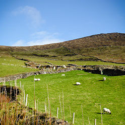 Sheep grazing on a hill of green grass on a beautiful sunny day with a blue sky